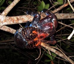 Coconut crab (Birgus latro) found on night hike at Mataki... by Alex Lim 